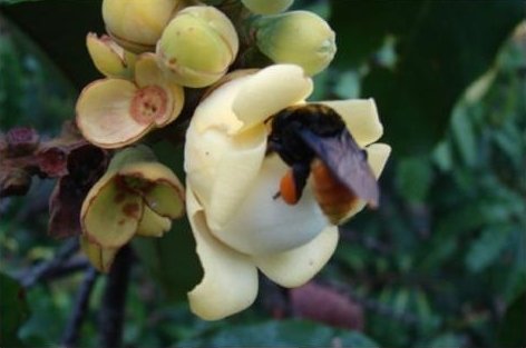 Zwarte bij Eufriesea flaviventris op gele bloem.