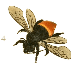 Eufriesea surinamensis orchidee met heldere gele bloemen en groene bladeren.