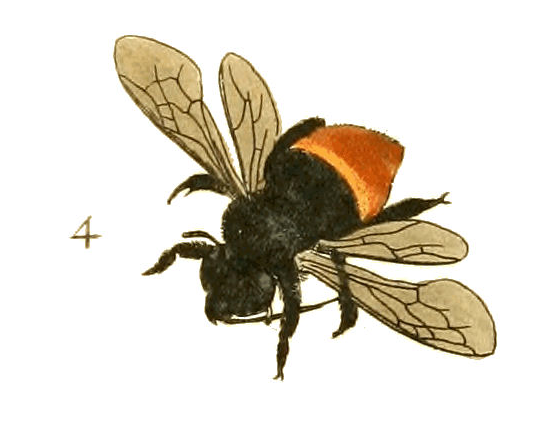 Eufriesea surinamensis orchidee met heldere gele bloemen en groene bladeren.