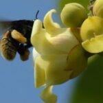 Eulaema mocsaryi op bloem met zwarte, gele en witte strepen.