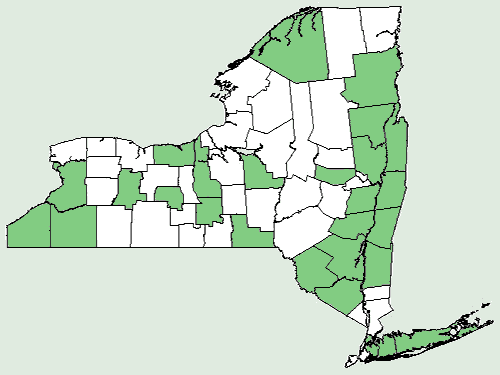 Afbeelding van Eupatorium (koninginnekruid) verspreidingskaart in New York.