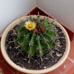 Vier bolvormige groene cactussen met felgekleurde rode stekels.