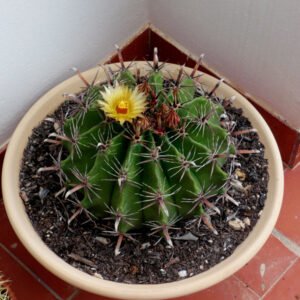 Vier bolvormige groene cactussen met felgekleurde rode stekels.