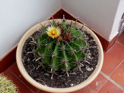 Vier bolvormige groene cactussen met felgekleurde rode stekels.