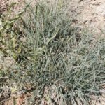 Festuca idahoensis siergras met fijne, blauwgroene bladeren en pluimachtige bloemen.