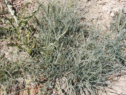 Festuca idahoensis siergras met fijne, blauwgroene bladeren en pluimachtige bloemen.
