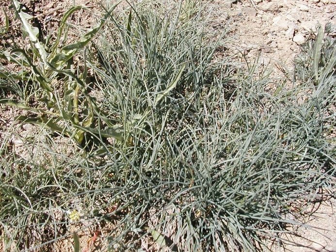 Festuca idahoensis siergras met fijne, blauwgroene bladeren en pluimachtige bloemen.