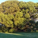 Ficus obliqua boom bij Princes Highway in Milton, New South Wales.
