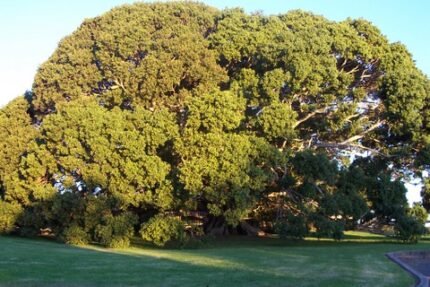 Ficus obliqua boom bij Princes Highway in Milton, New South Wales.