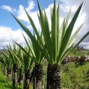 Furcraea andina plant met lange puntige bladeren groeiend in moderne pot.