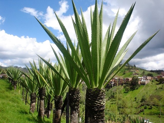 Furcraea andina plant met lange puntige bladeren groeiend in moderne pot.