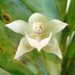 Dichaea glauca orchidee bloem met groenachtige bloembladeren.