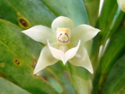 Dichaea glauca orchidee bloem met groenachtige bloembladeren.