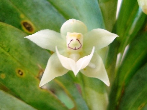 Dichaea glauca orchidee bloem met groenachtige bloembladeren.