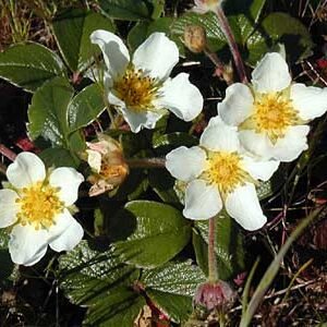 Rijpe Fragaria chiloensis-aardbeien op wit bord met groene bladeren.