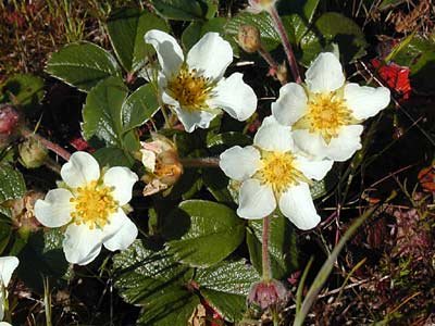 Rijpe Fragaria chiloensis-aardbeien op wit bord met groene bladeren.