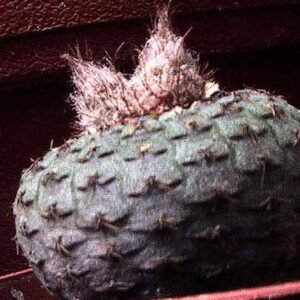 Bolvormige cactus Frailea cataphracta met witte stekels in terracotta pot.