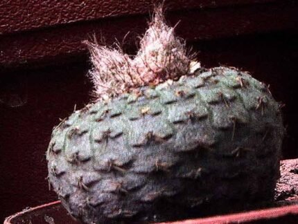 Bolvormige cactus Frailea cataphracta met witte stekels in terracotta pot.