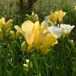 Paarse en witte Freesia bloem in volle bloei.