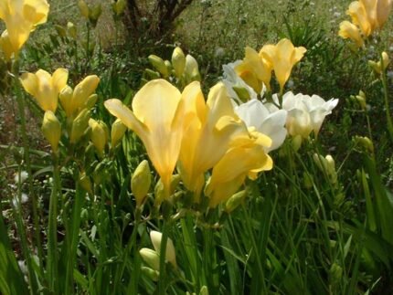 Paarse en witte Freesia bloem in volle bloei.