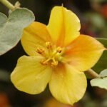 Gele Fremontodendron bloemen in volle bloei op zonnige dag.