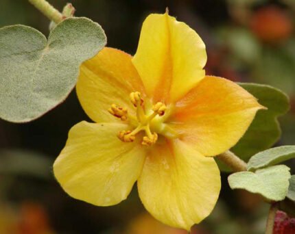 Gele Fremontodendron bloemen in volle bloei op zonnige dag.