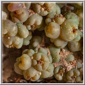 Rijpe vruchten van Bienertia cycloptera met groene ovale bladeren.