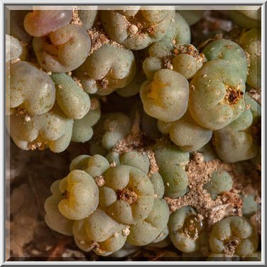 Rijpe vruchten van Bienertia cycloptera met groene ovale bladeren.