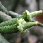 Tacinga funalis cactus met heldergroene stengels en felgele bloemen in pot.