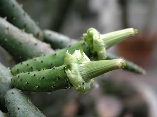 Tacinga funalis cactus met heldergroene stengels en felgele bloemen in pot.