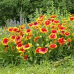 Gaillardia bloem in rood en geel, spinvormige bloemblaadjes met groen blad.