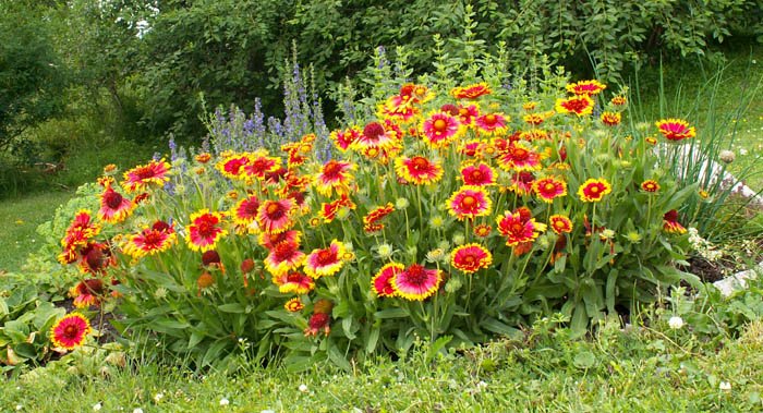 Gaillardia bloem in rood en geel, spinvormige bloemblaadjes met groen blad.