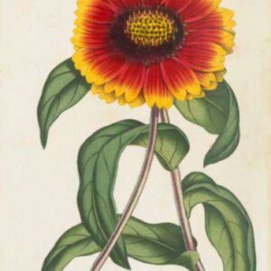 Gaillardia met grote bloemen in Van Houtte tuin.