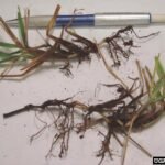 Stenotaphrum secundatum gras met Geaumannomyces graminis var. graminis infectie.