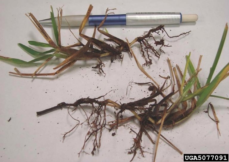 Stenotaphrum secundatum gras met Geaumannomyces graminis var. graminis infectie.