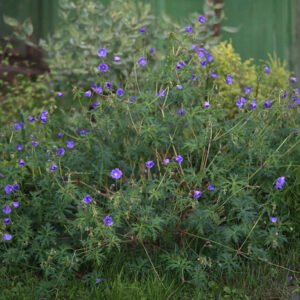 Geranium ‘Nimbus’ bloem in zachtroze en wit.