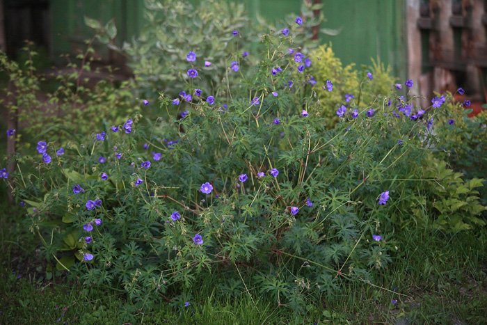 Geranium ‘Nimbus’ bloem in zachtroze en wit.