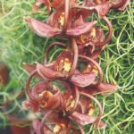 Gongora armeniaca orchidee met oranje bloemen en groene bladeren.