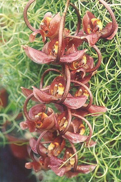 Gongora armeniaca orchidee met oranje bloemen en groene bladeren.
