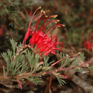 Grevillea humifusa plant met fijne groene bladeren en felrode bloemen.
