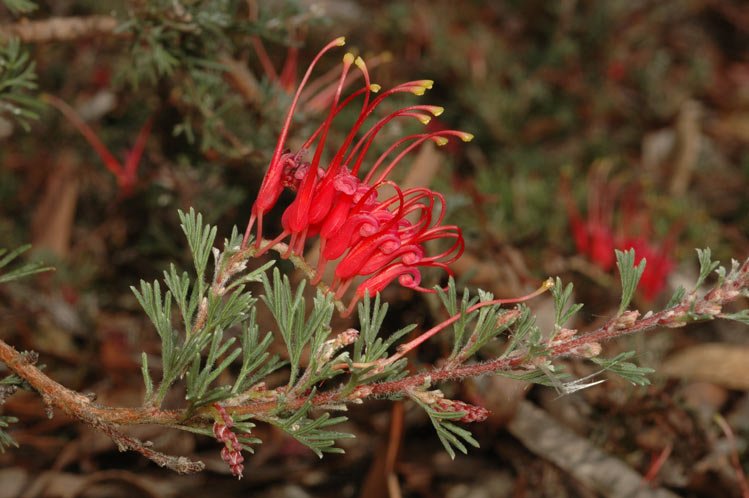 Grevillea humifusa plant met fijne groene bladeren en felrode bloemen.
