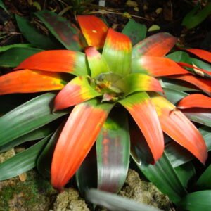 Rode Guzmania sanguinea bloem in bloei.