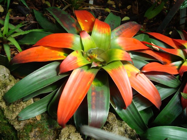 Rode Guzmania sanguinea bloem in bloei.