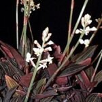 Diepgroene Ludisia plant met opvallende rode aderen in moderne pot.
