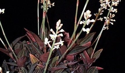 Diepgroene Ludisia plant met opvallende rode aderen in moderne pot.
