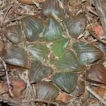 Haworthia bayeri plant in its natural habitat in South Africa.