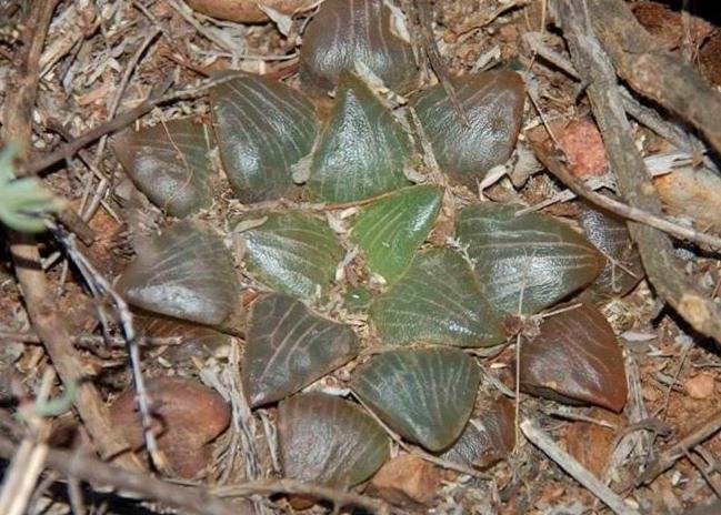 Haworthia bayeri plant in its natural habitat in South Africa.