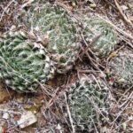 Haworthia decipiens succulent plant with green leaves in a pot.