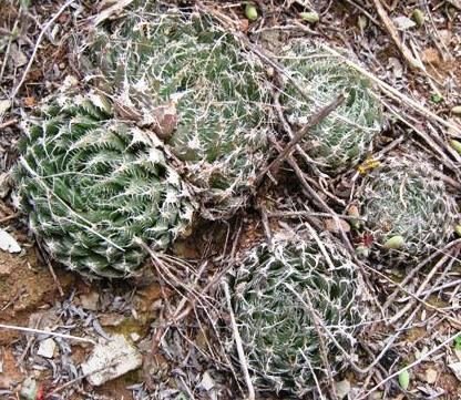 Haworthia decipiens succulent plant with green leaves in a pot.