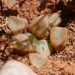 Sierlijke Haworthia emelyae plant in pot, groen met witte strepen.